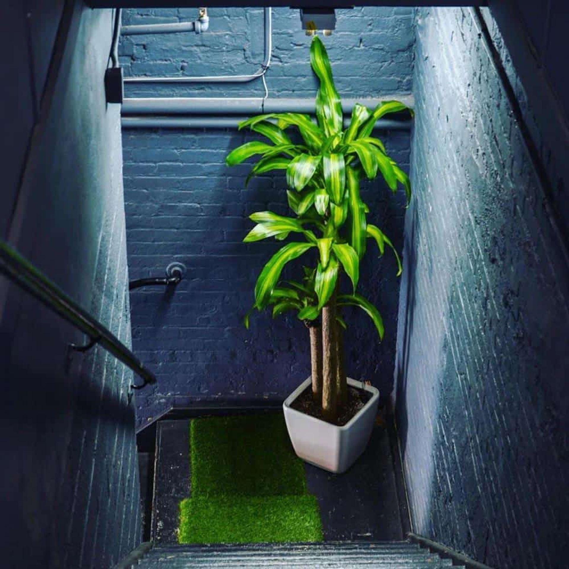 Image of Dracaena Fragrans a.k.a. Corn plant in the dark hallway