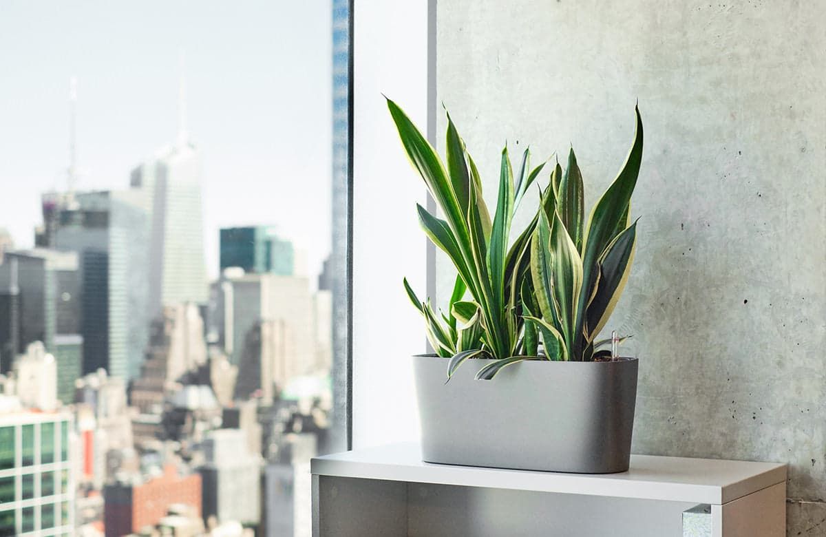 How To Choose The Right Plants For Your Office + Care Tips