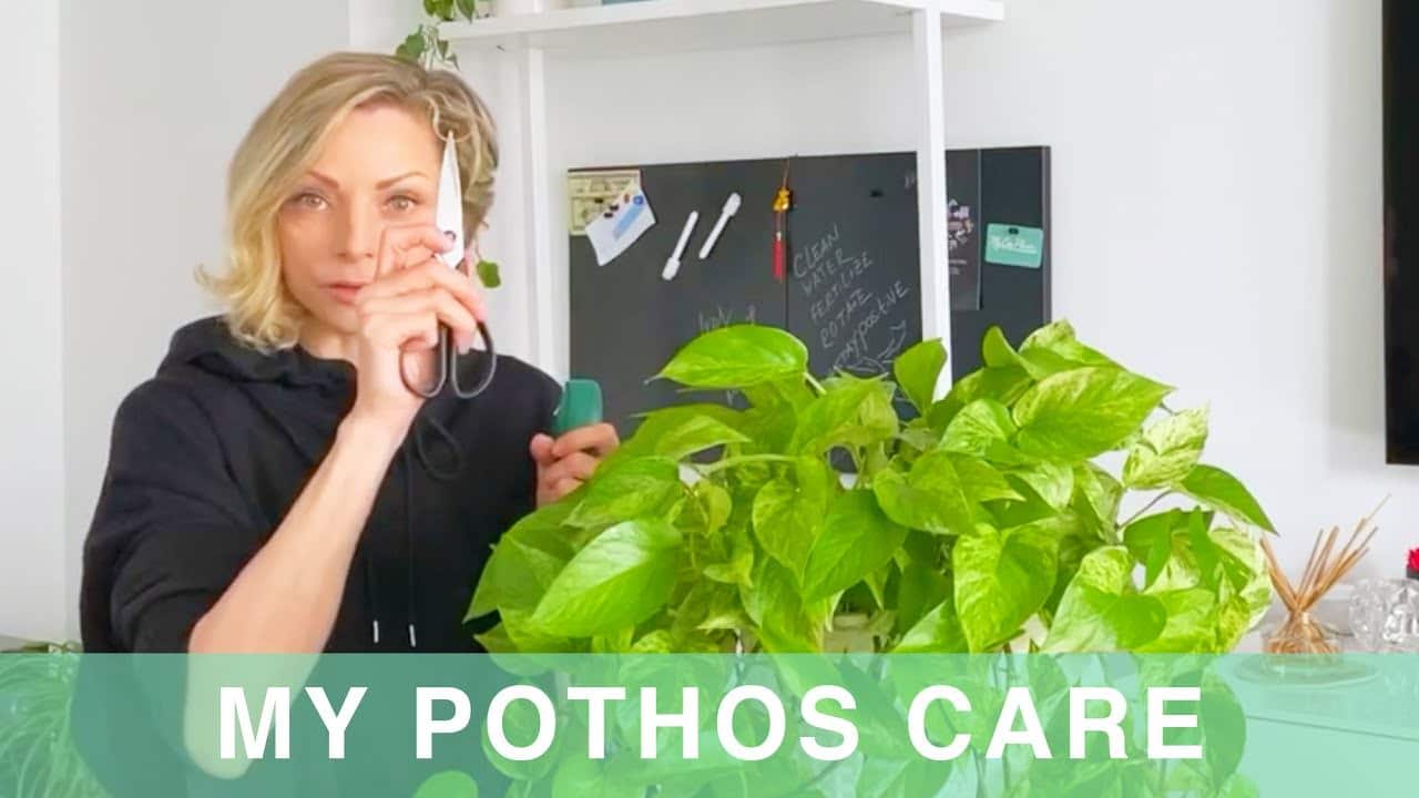 My Photos Plant Care – Green Moments With Juliette Ep #12