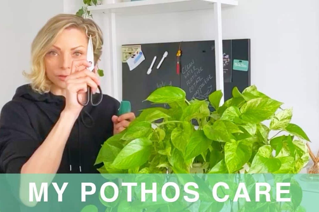 My Photos Plant Care – Green Moments With Juliette Ep #12