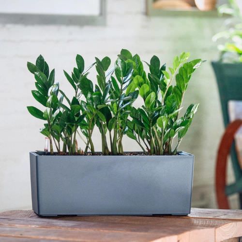 Lechuza self-watering planters