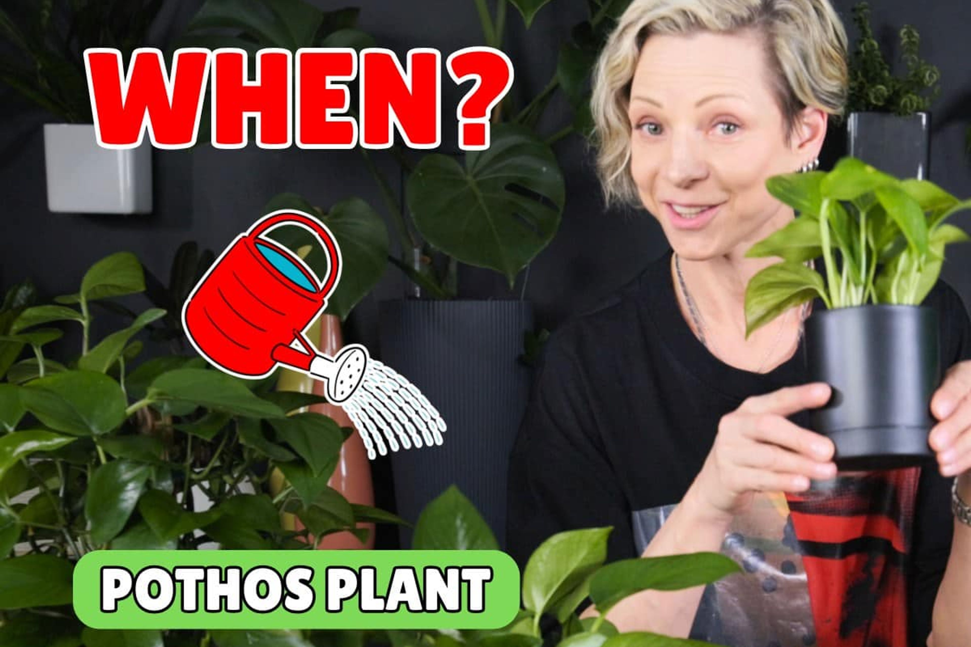 Person holding pothos plant with watering can, question on watering frequency.