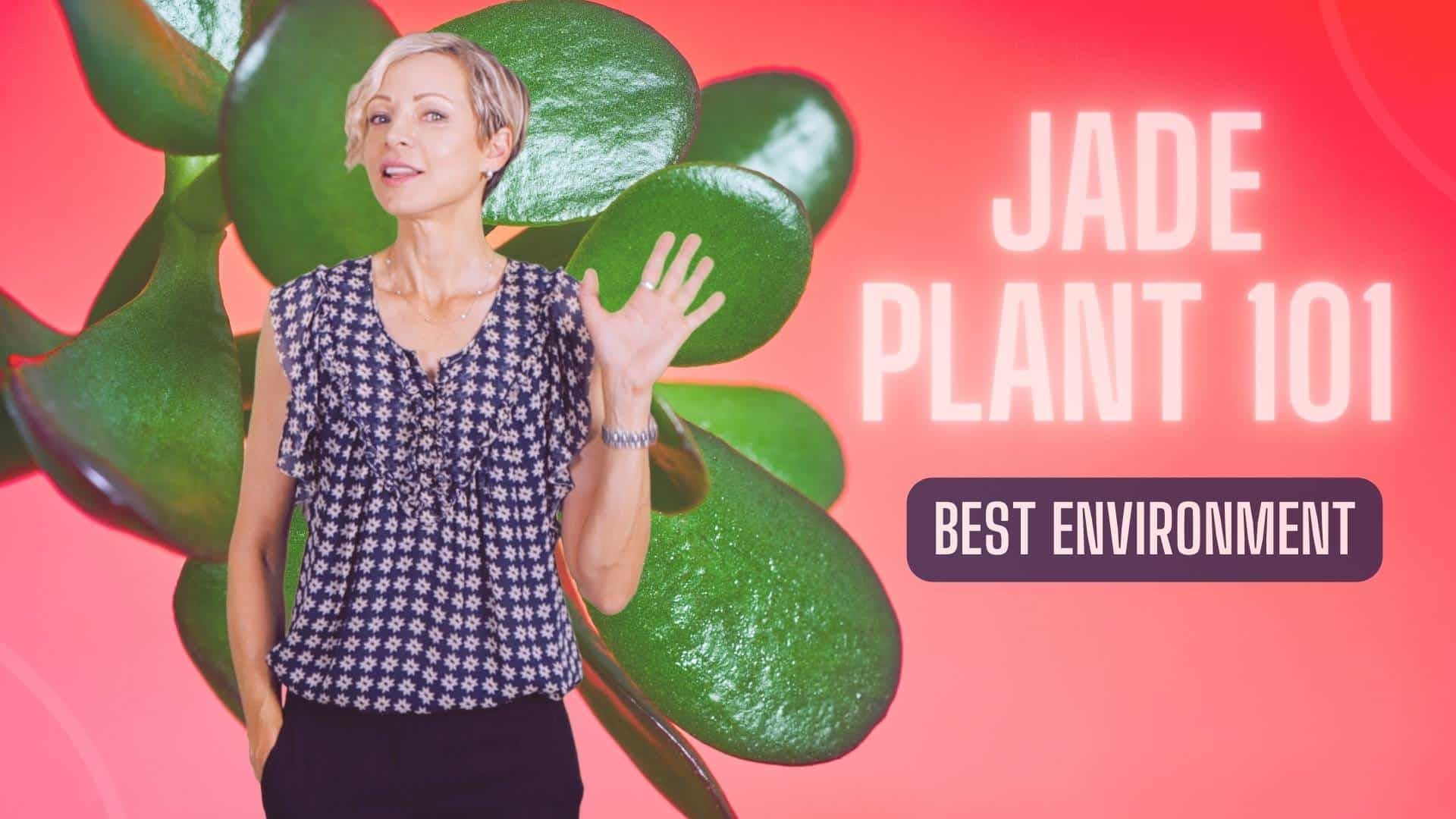 Jade Plant Care 101 –  Perfect Environment – Crassula Ovata