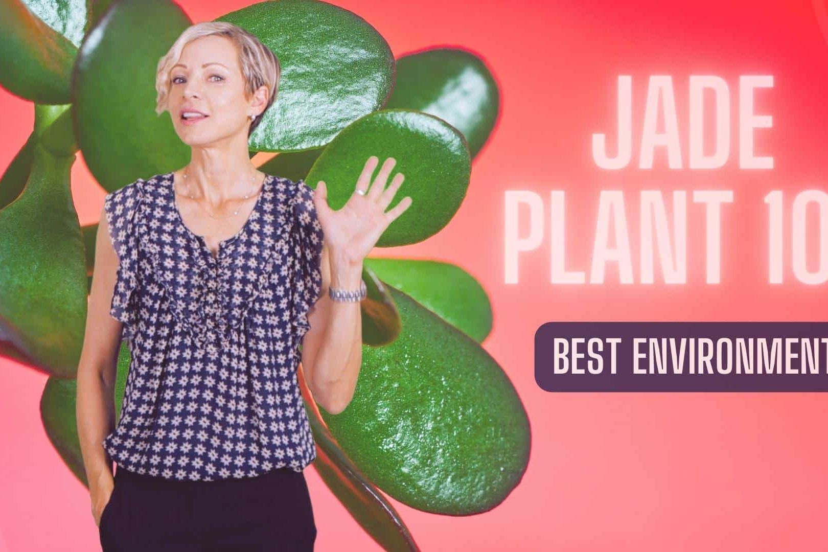 Jade Plant Care 101 – Perfect Environment – Crassula Ovata