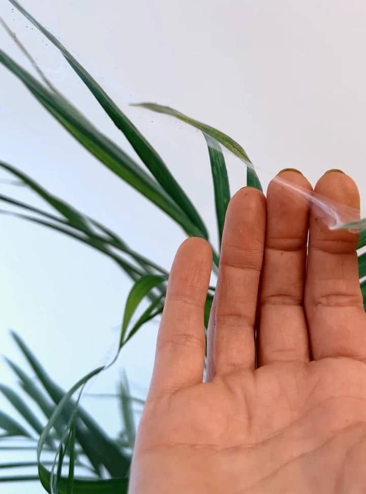 plant with spider mites