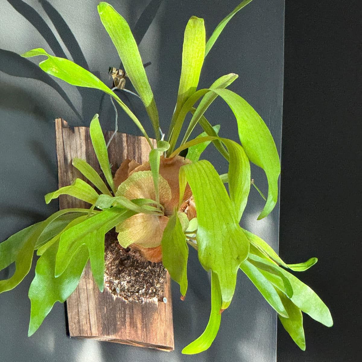 Vibrant green wall-mounted staghorn fern, a unique addition to low light plants, showcased in natural light with striking shadow patterns on a dark background.
