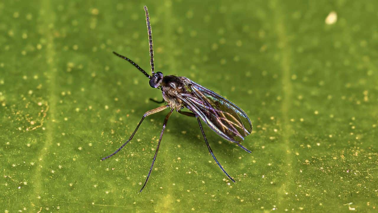 Macro shot showing how to get rid of fungus gnats in plants, featuring a fungus gnat with iridescent wings delicately perched on a vibrant green leaf, speckled with tiny particles, highlighting the insect's delicate form and intricate details.