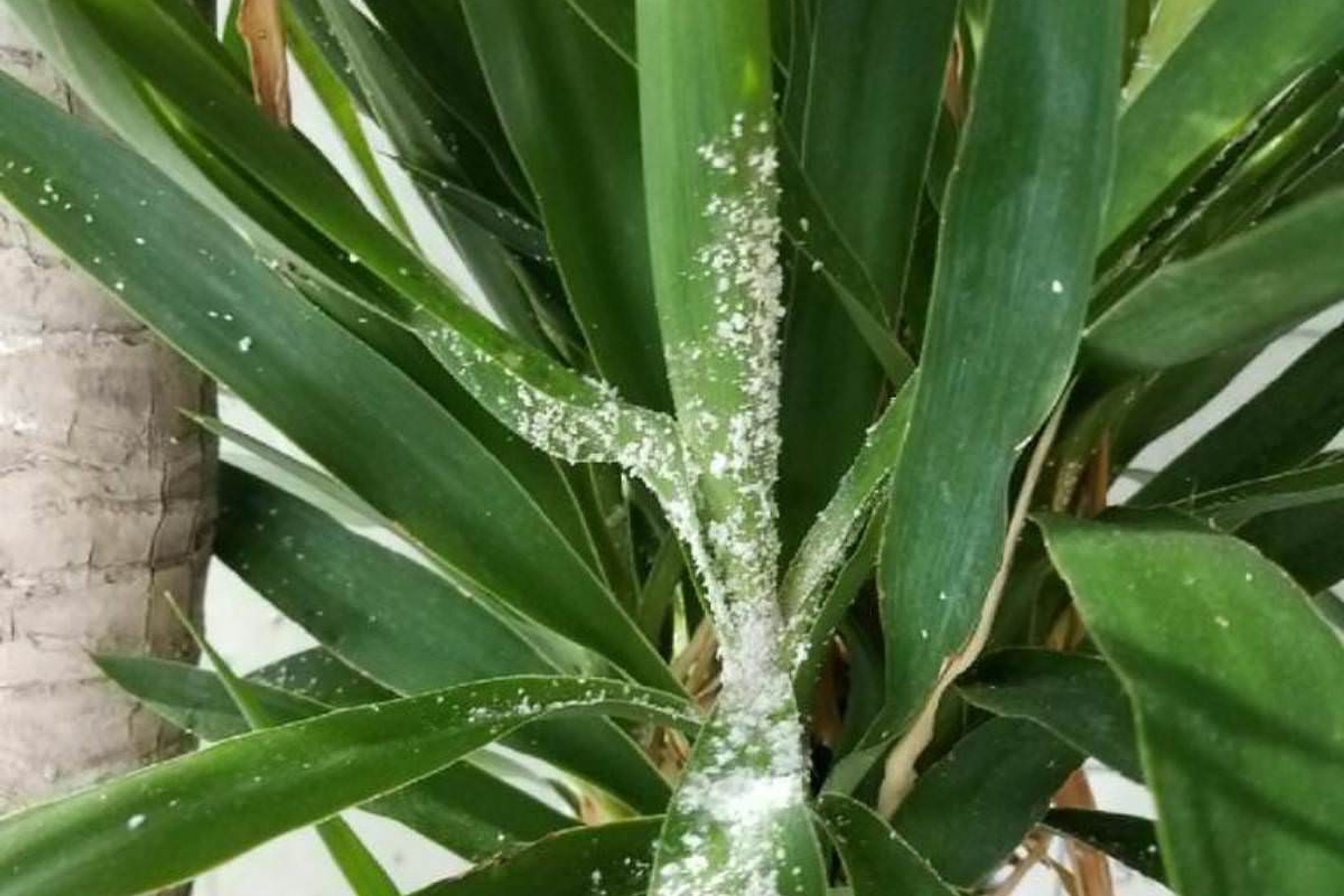 Yucca plant with heavy mealybugs infestation