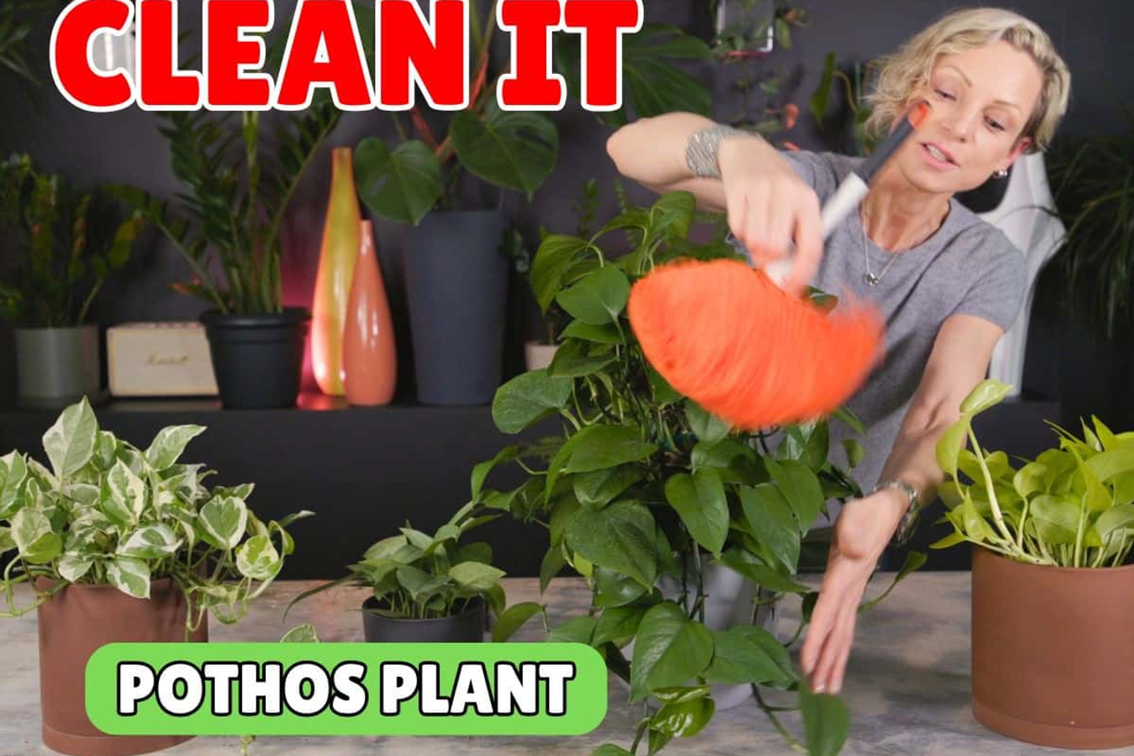 Woman cleaning pothos plant with orange duster, indoor gardening tips.