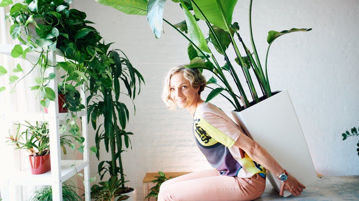 how to straighten bird of paradise plant