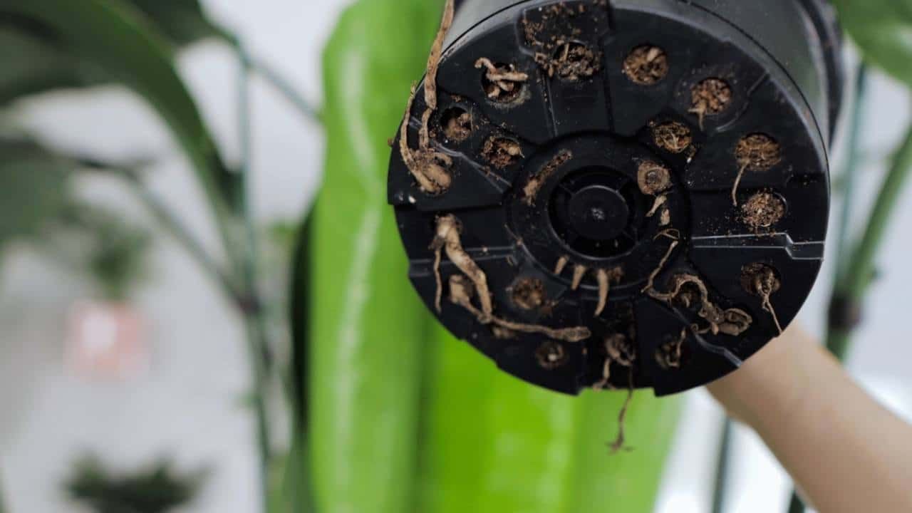 A close-up of the bottom of a pot showing the root-bound condition of a bird of paradise plant, indicating it's time for repotting.