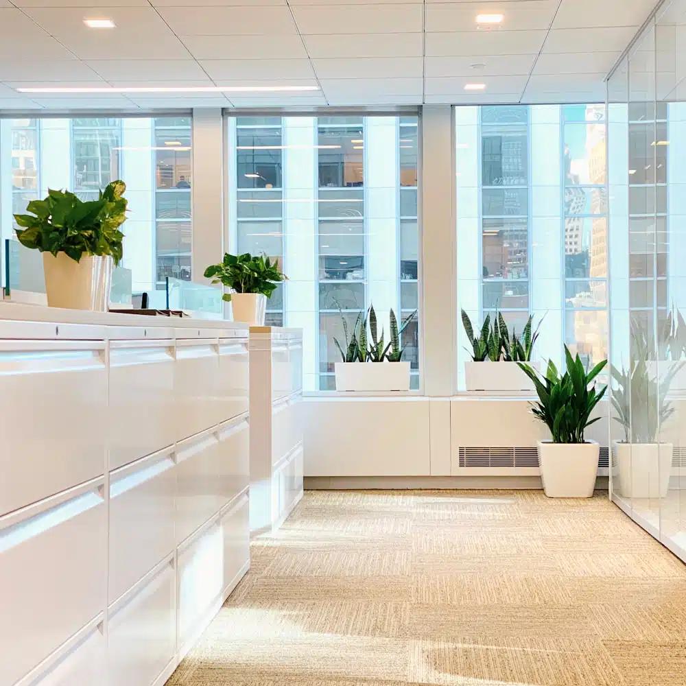 NYC office plants, portfolio photo 4