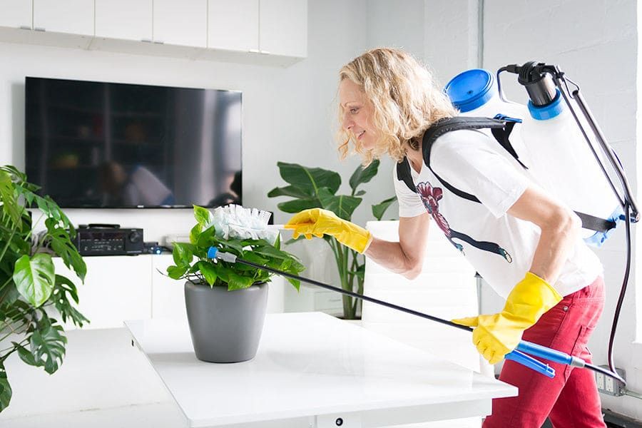 How To Keep Your Plants Clean