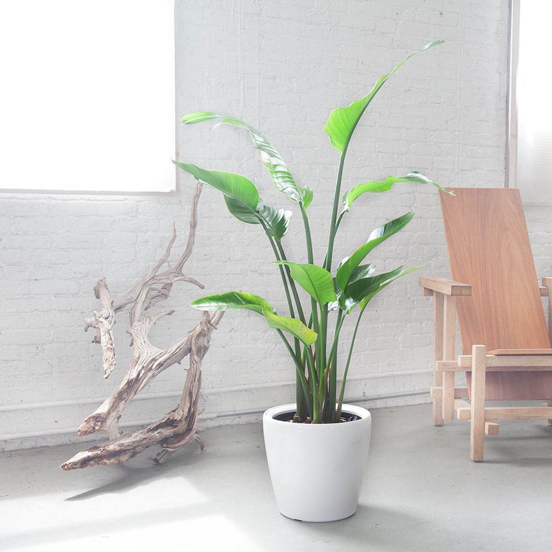 Plant Light Guide