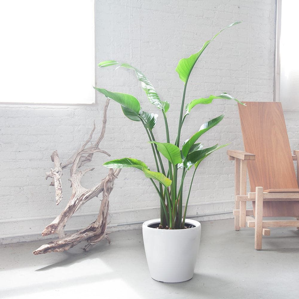Plant Light Guide
