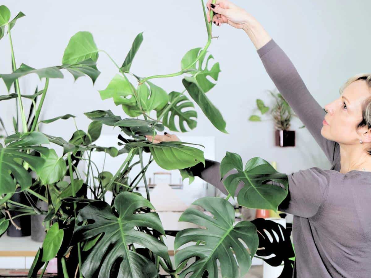 Juliette examines Monstera Deliciosa leaves