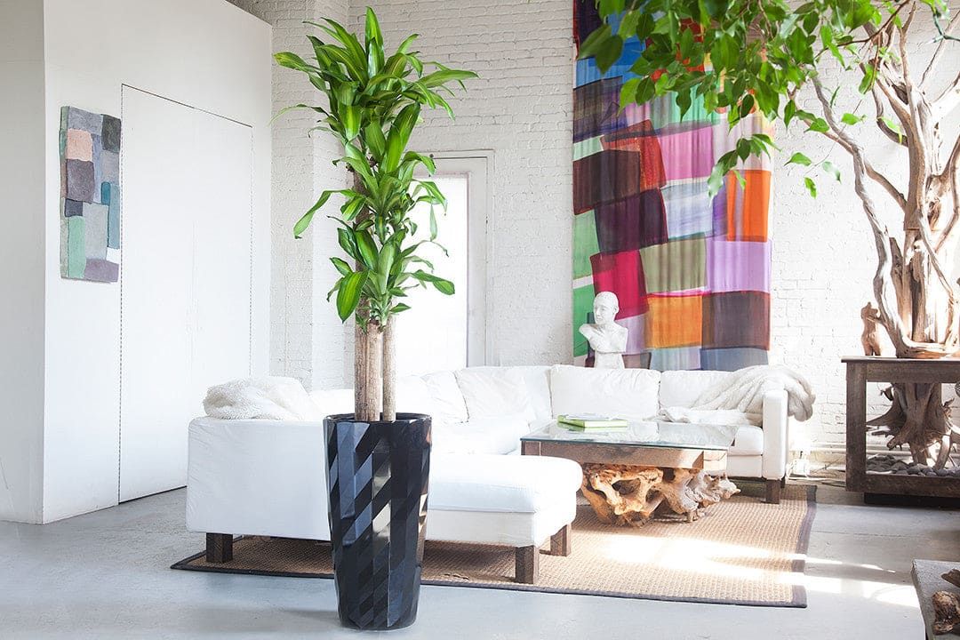 5 Things To Know Before Buying Plants In New York