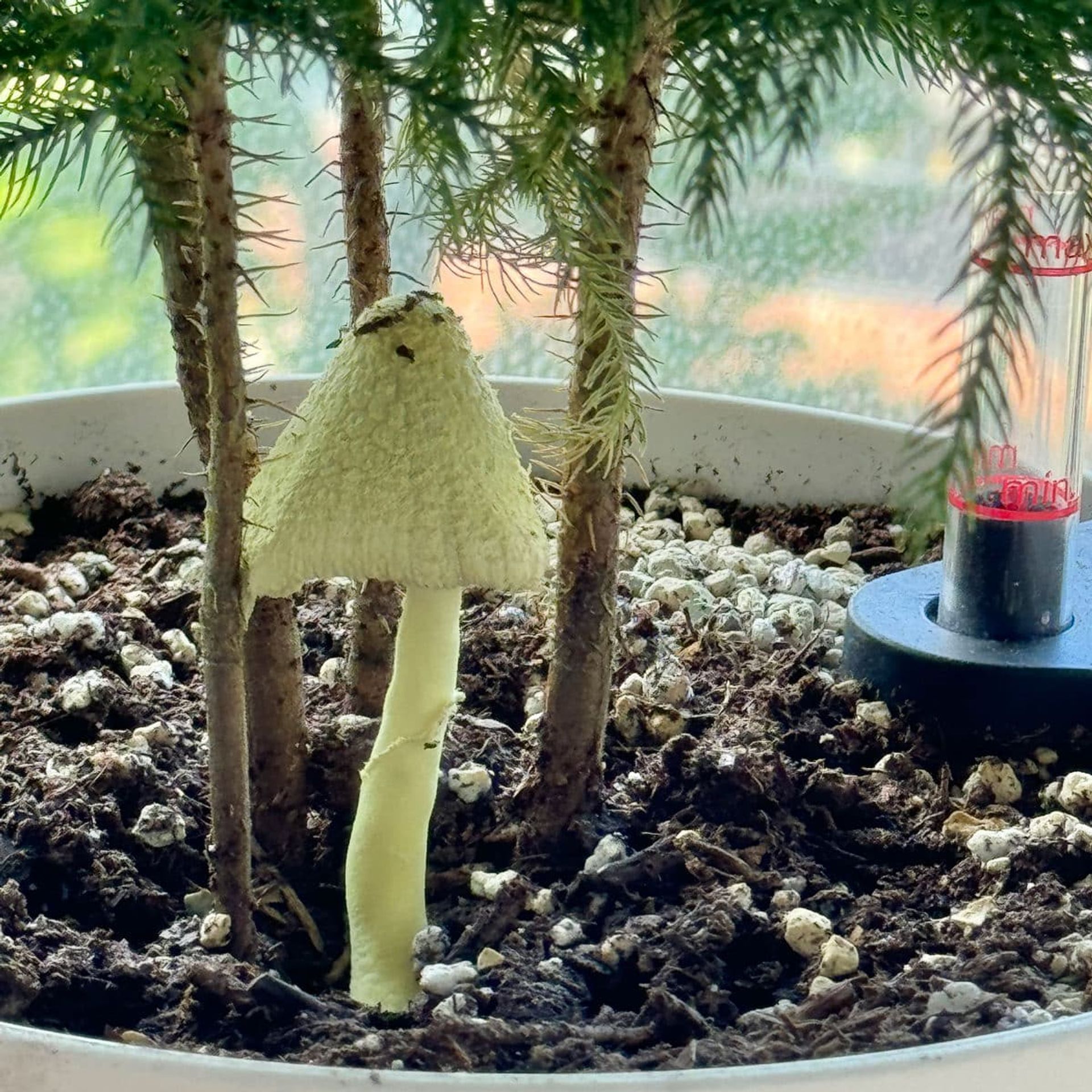 Unique white mushroom growing in indoor potted plant soil with surrounding miniature trees and a blurred background