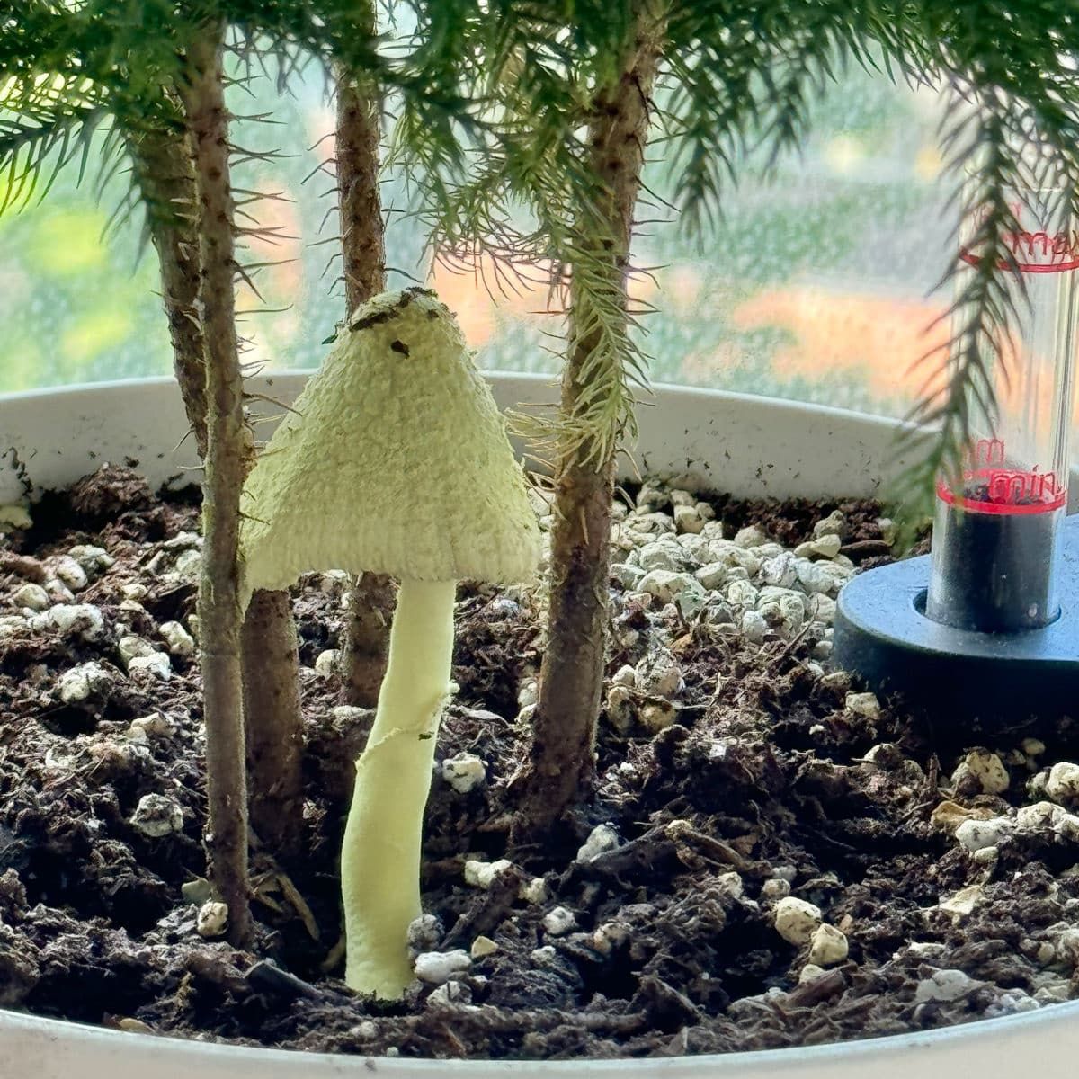 Unique white mushroom growing in indoor potted plant soil with surrounding miniature trees and a blurred background