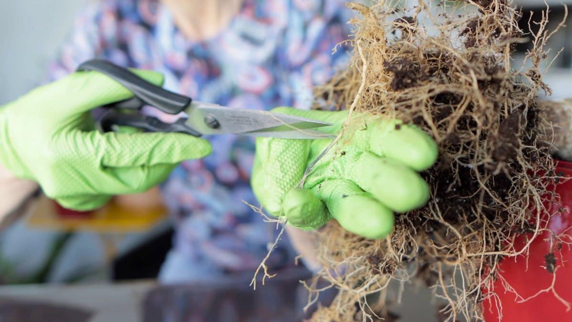 Person wearing green gardening gloves trimming plant roots with scissors for repotting or root pruning activity