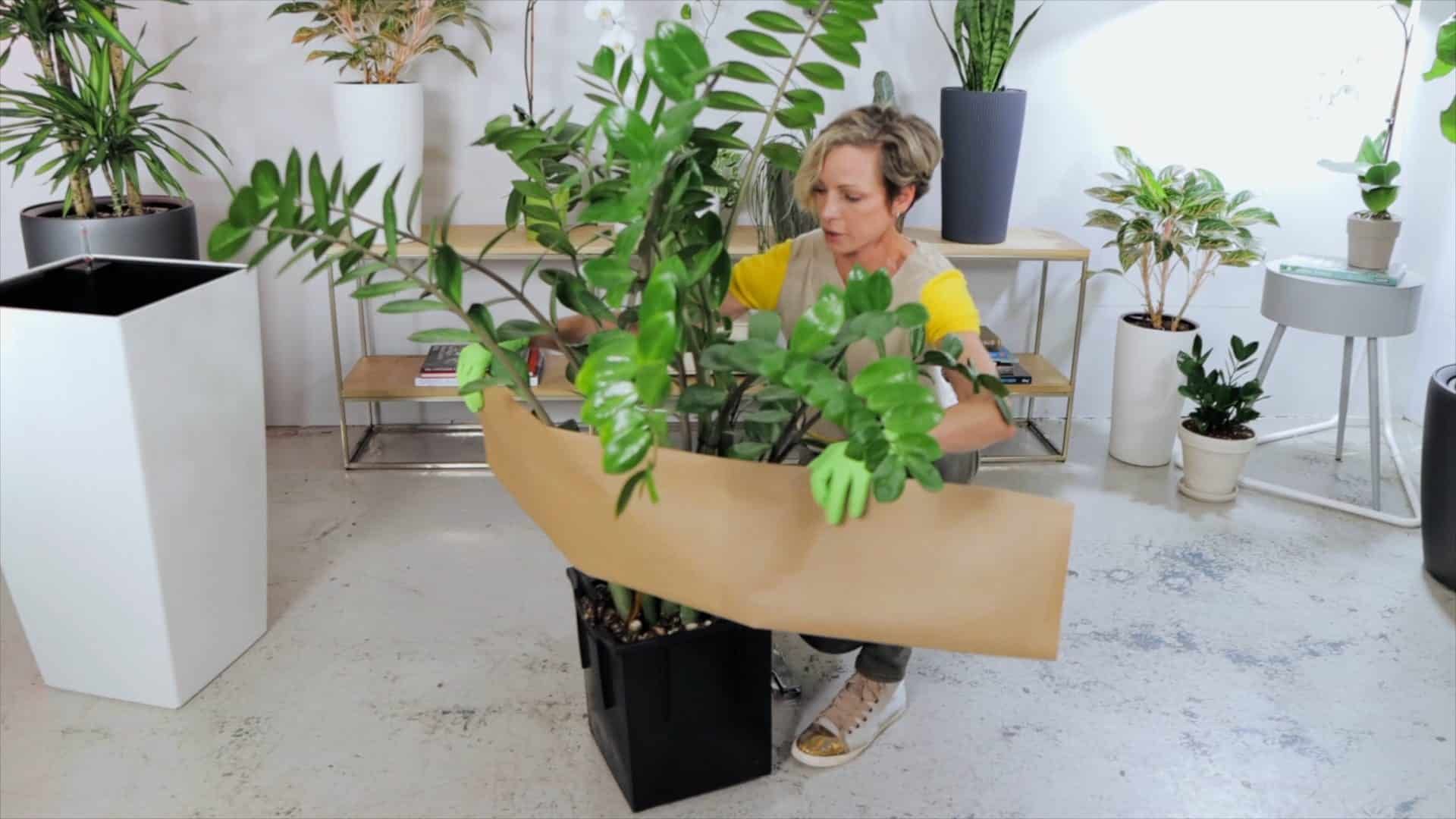 Woman repotting ZZ plant into a larger pot, indoor plant care, home gardening with various potted plants in background