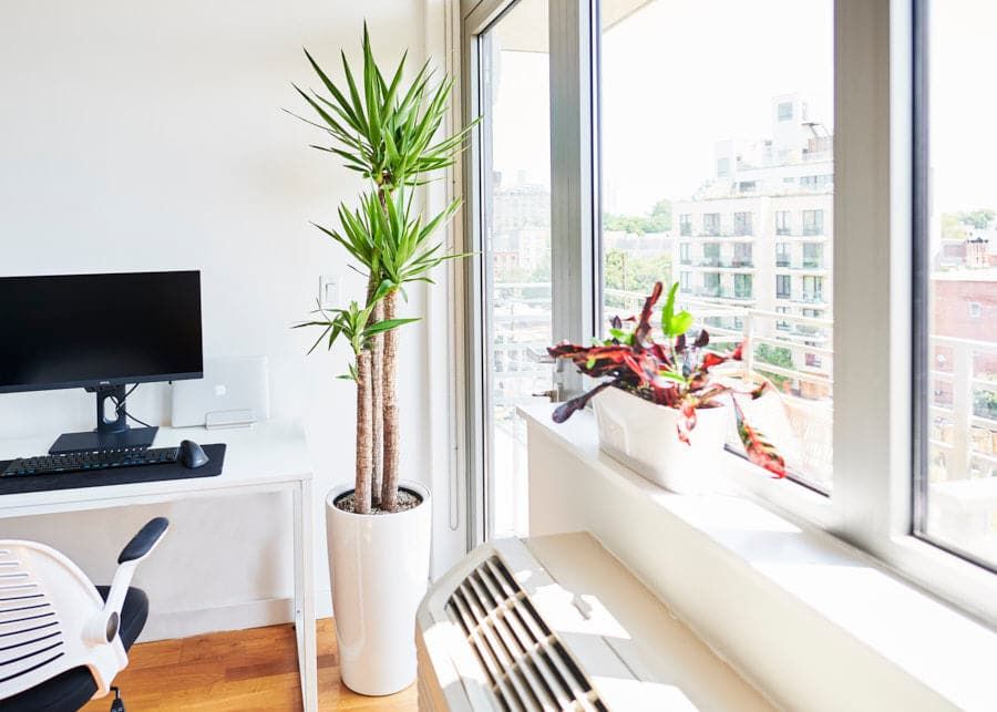 Plant Makeover For Studio Apartment In Astoria, New York