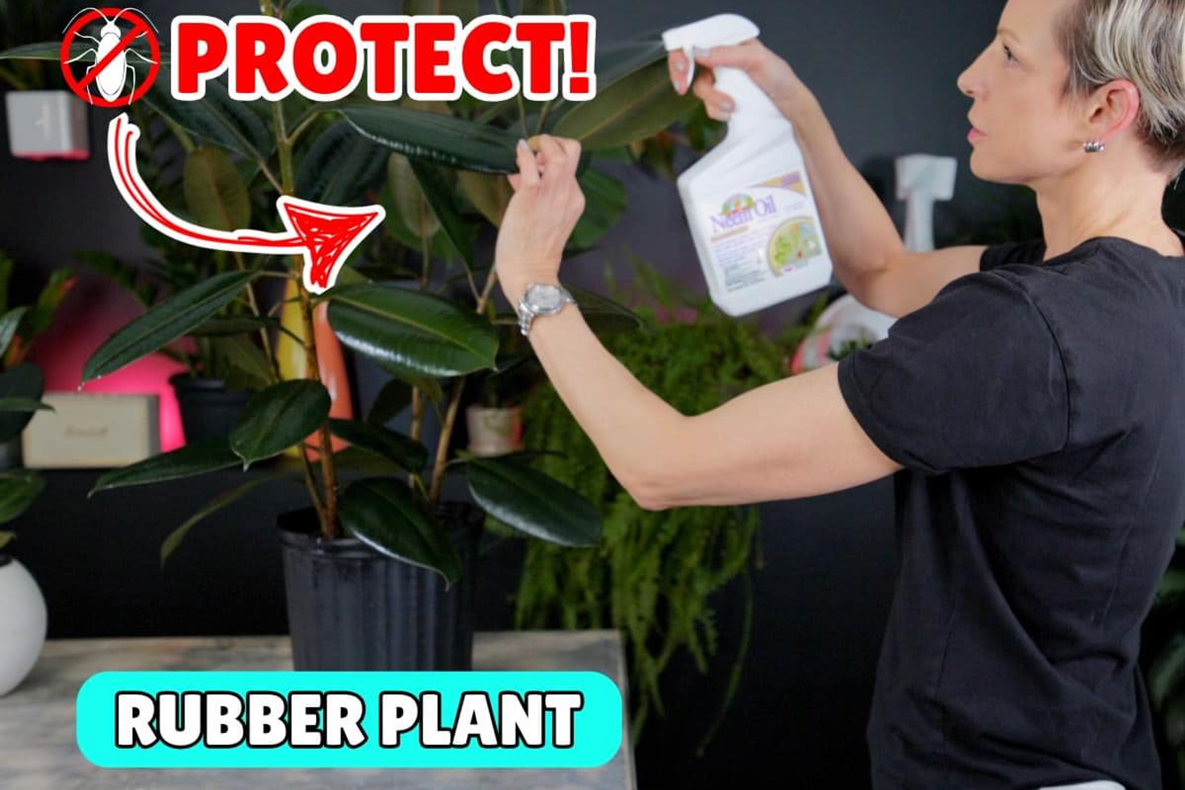 A person spraying a rubber plant with neem oil in a modern indoor setting, emphasizing plant protection against pests. The image features vibrant green leaves of the rubber plant and a black background decorated with indoor plants, highlighting effective plant care and pest management techniques.