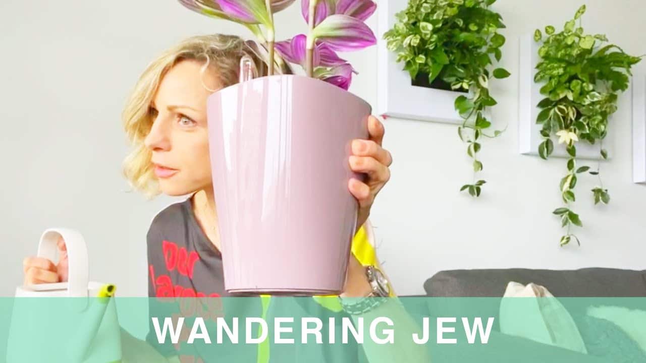 Repotting Wandering Jew Plant Into Lechuza Planter