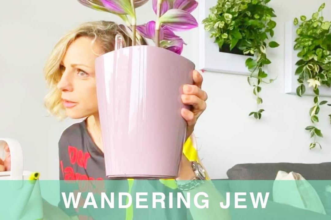 Repotting Wandering Jew Plant Into Lechuza Planter