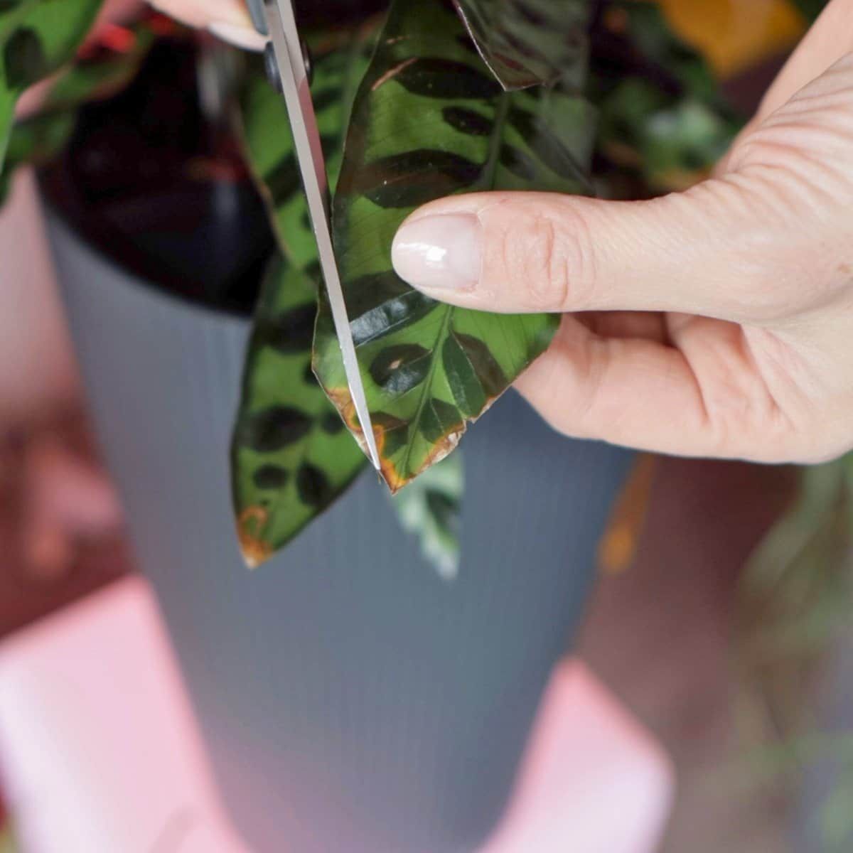 Close-up of pruning a houseplant leaf with scissors for healthy plant maintenance