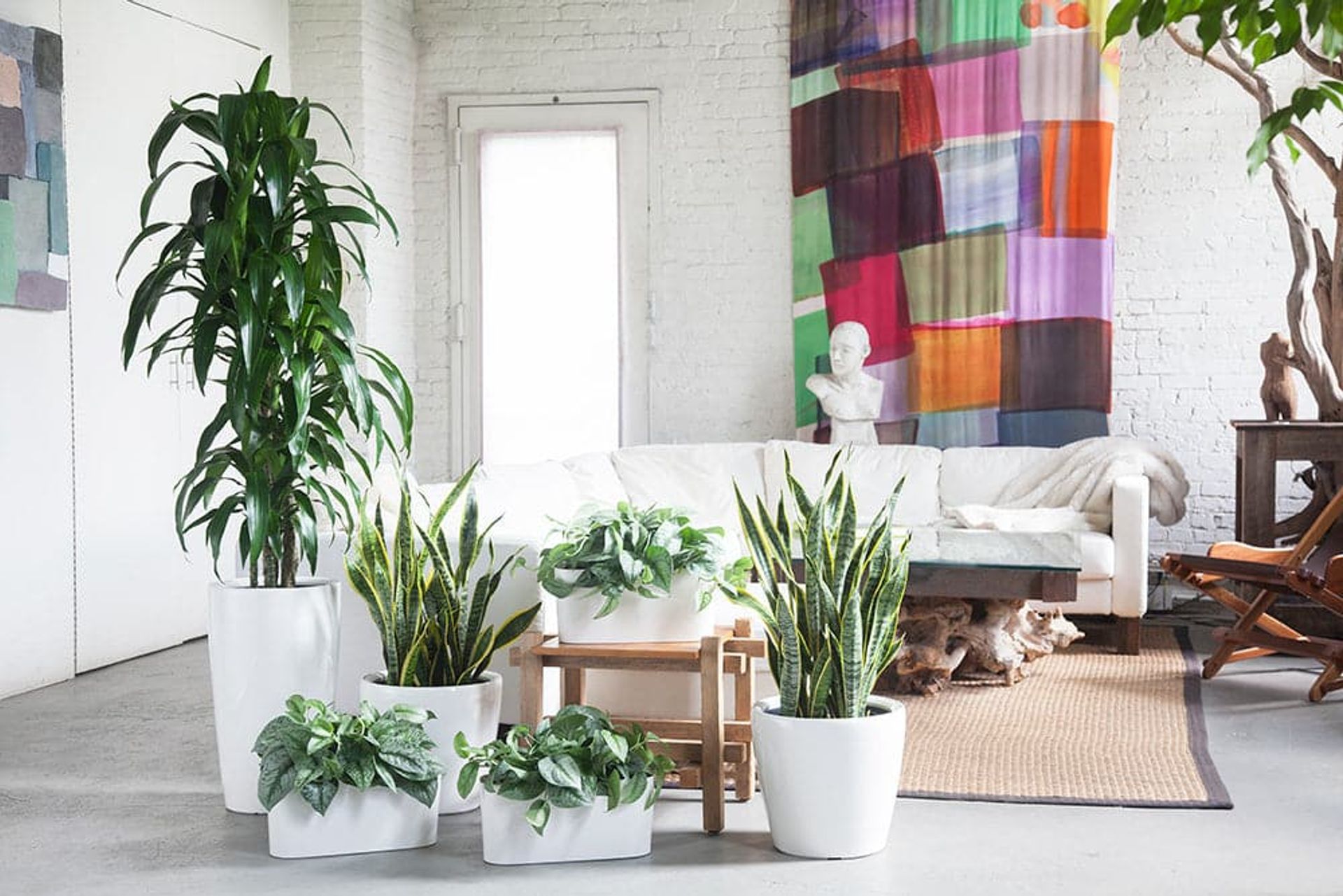 plant light guide