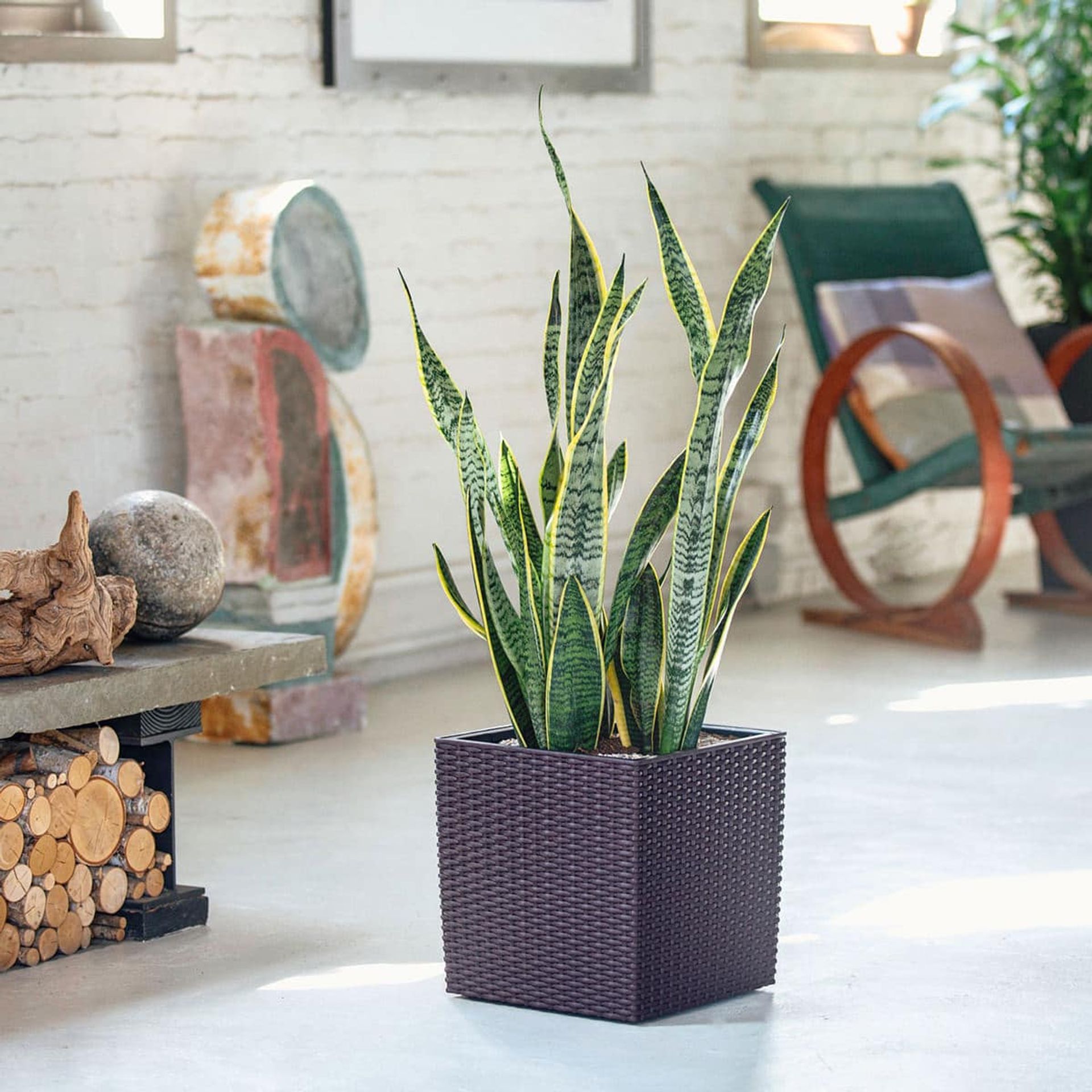 Sansevieria snake plant, one of the best plants for beginners, placed in a modern living room with rustic decor elements and bright natural light.