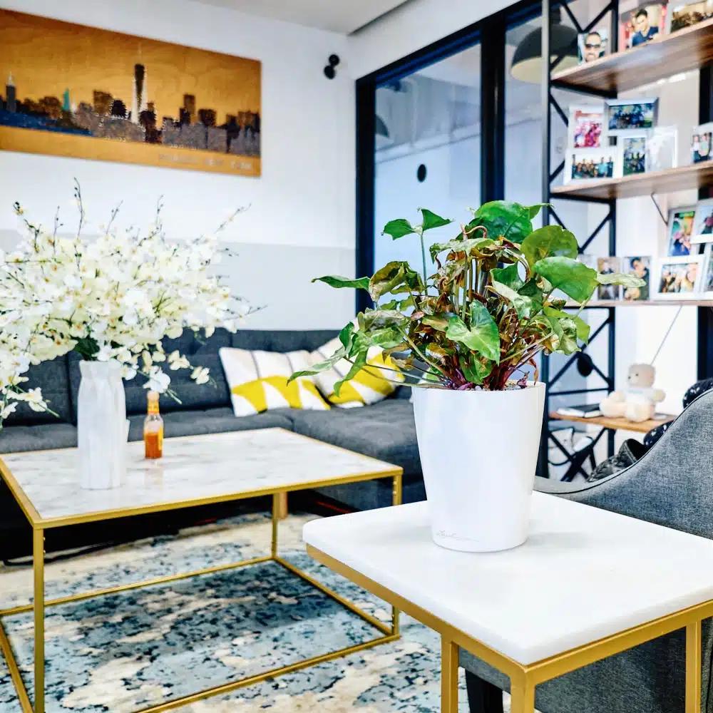 NYC office plants, portfolio photo 2