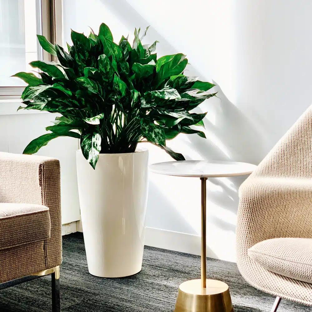 NYC office plants, portfolio photo 3