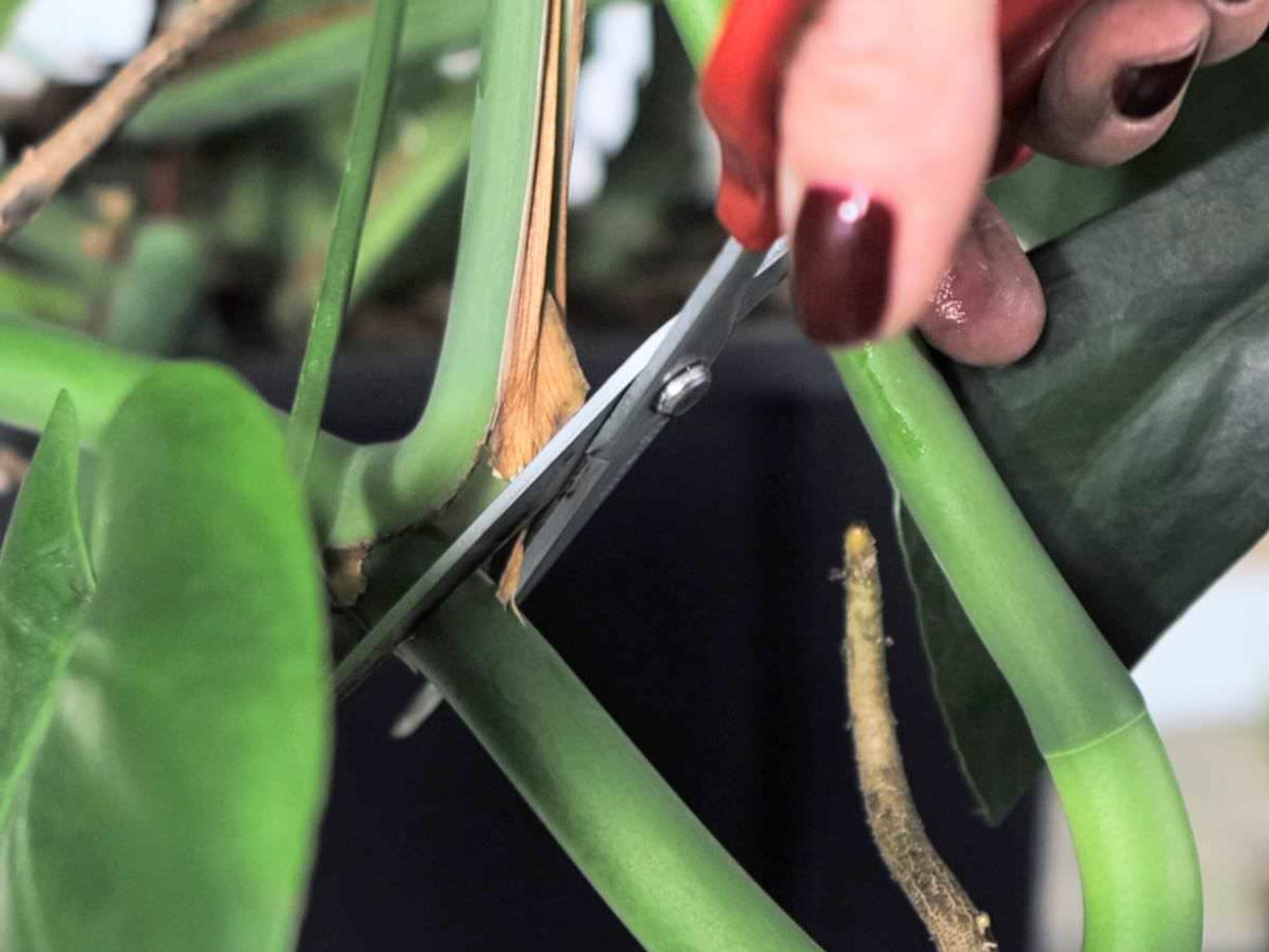 Pruning Monstera Deliciosa stem