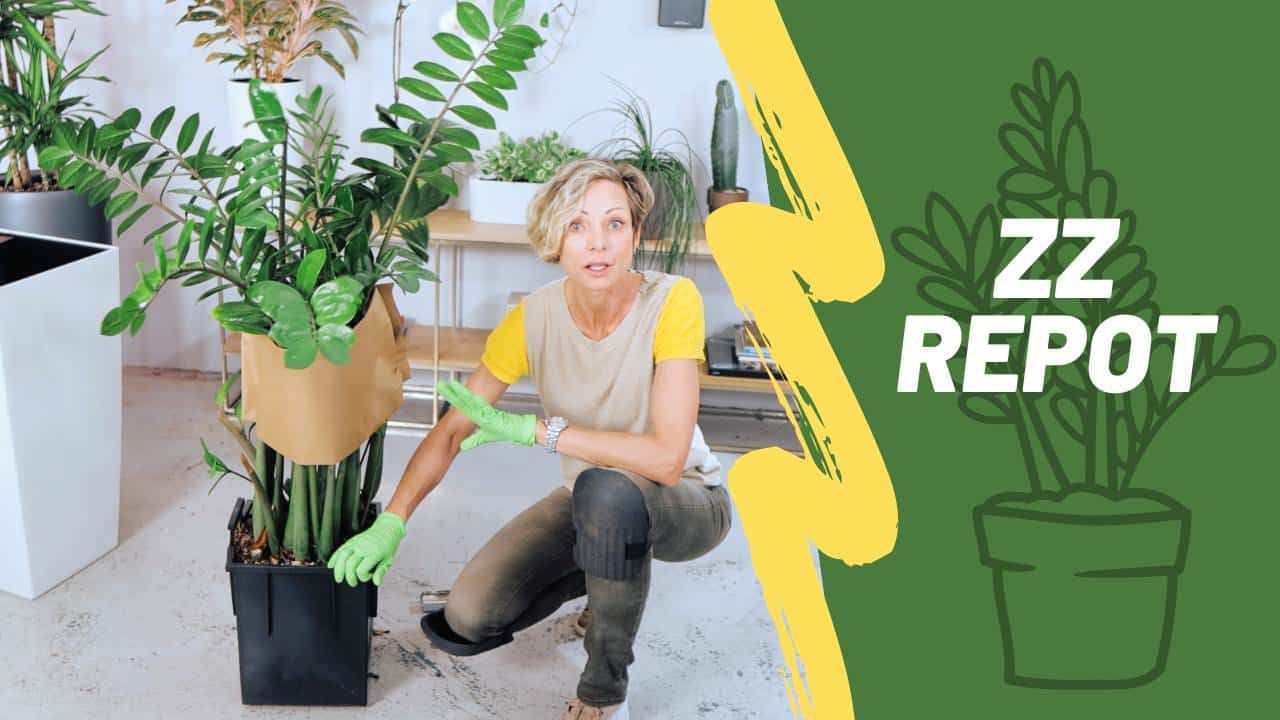 How to Repot ZZ Plant: 10 Essential Steps For Success | Zamioculcas Zamiifolia