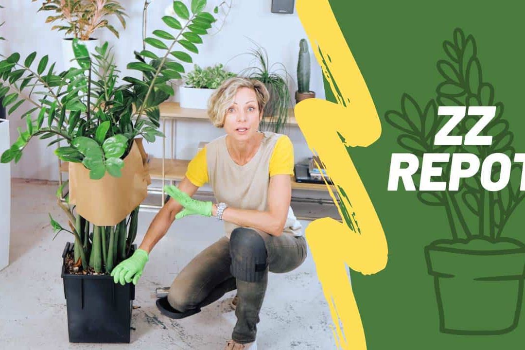 How to Repot ZZ Plant: 10 Essential Steps For Success | Zamioculcas Zamiifolia
