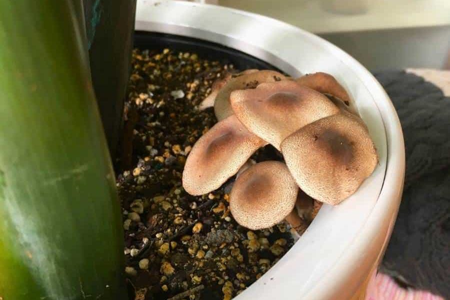 Cluster of brown mushrooms growing tightly together in the soil of a houseplant pot, nestled next to a green plant stem.