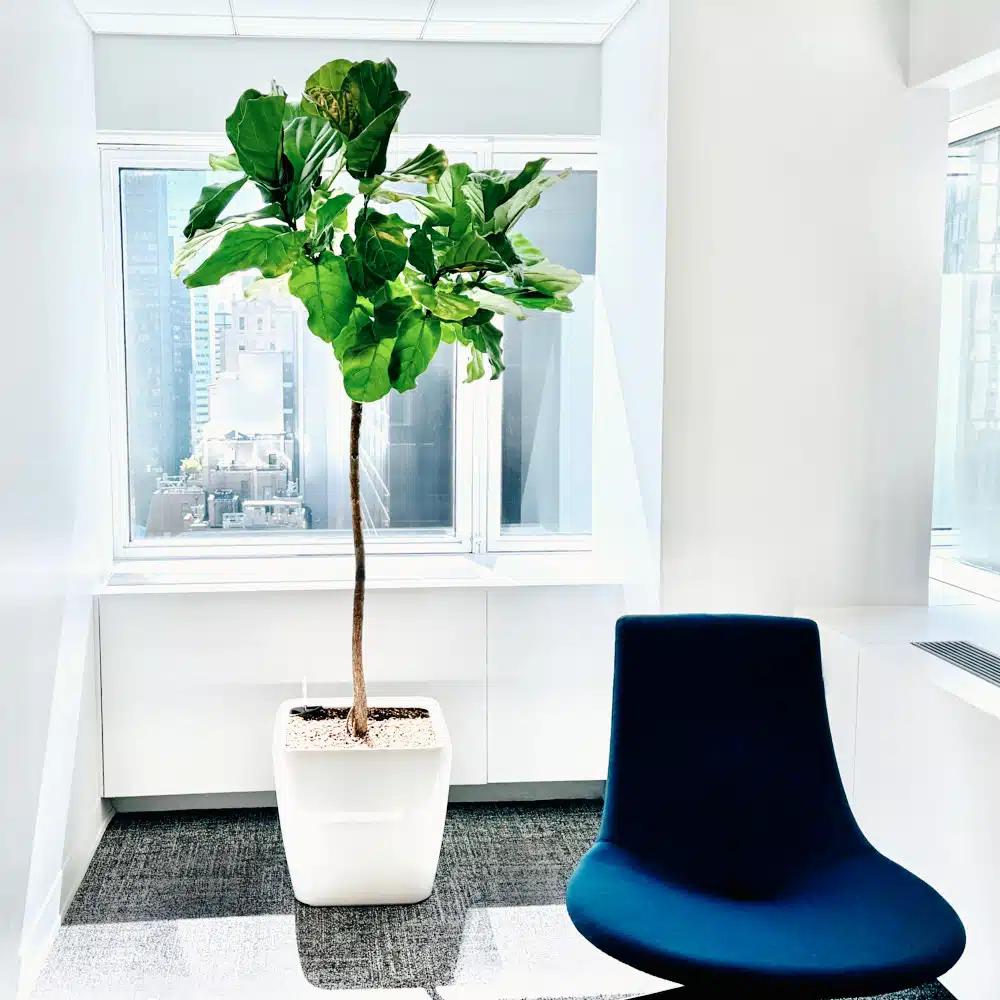 Modern NYC office with fiddle leaf fig plant and blue chair by a window