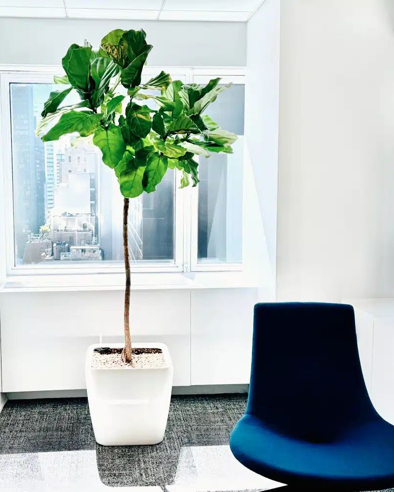 Modern NYC office with fiddle leaf fig plant and blue chair by a window