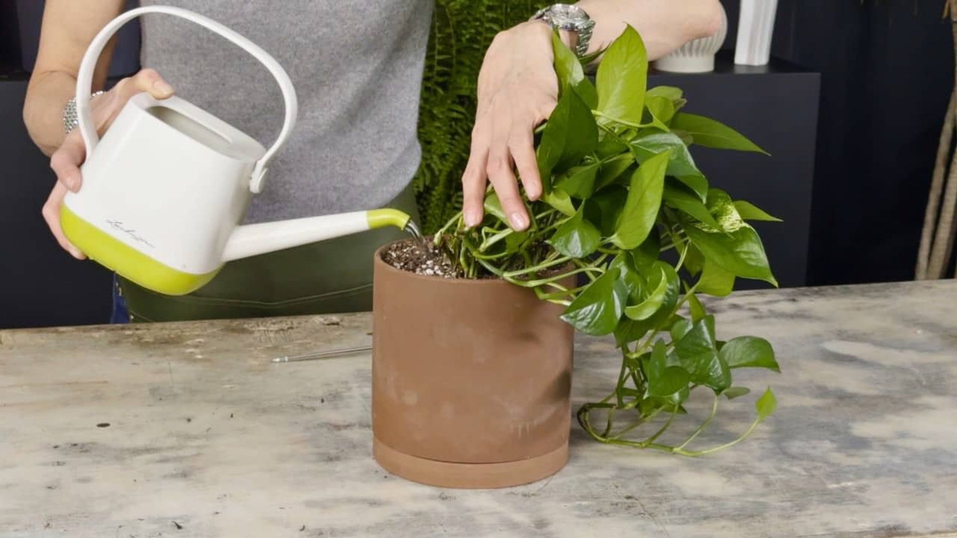Person using a watering can to slowly water a pothos plant in a terracotta pot, demonstrating how to water pothos plant correctly by targeting the soil around the stems.