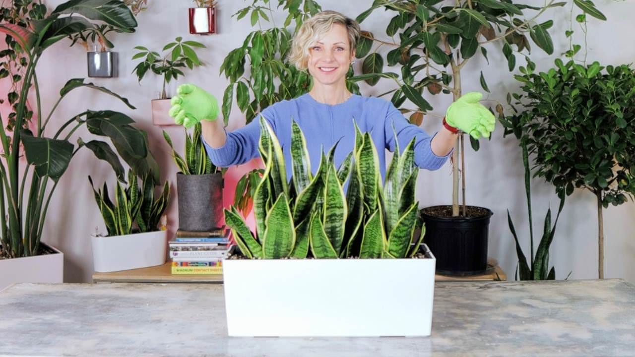 Sansevieria Arrangement – Perfect For Windowsills, Countertops & File Cabinets