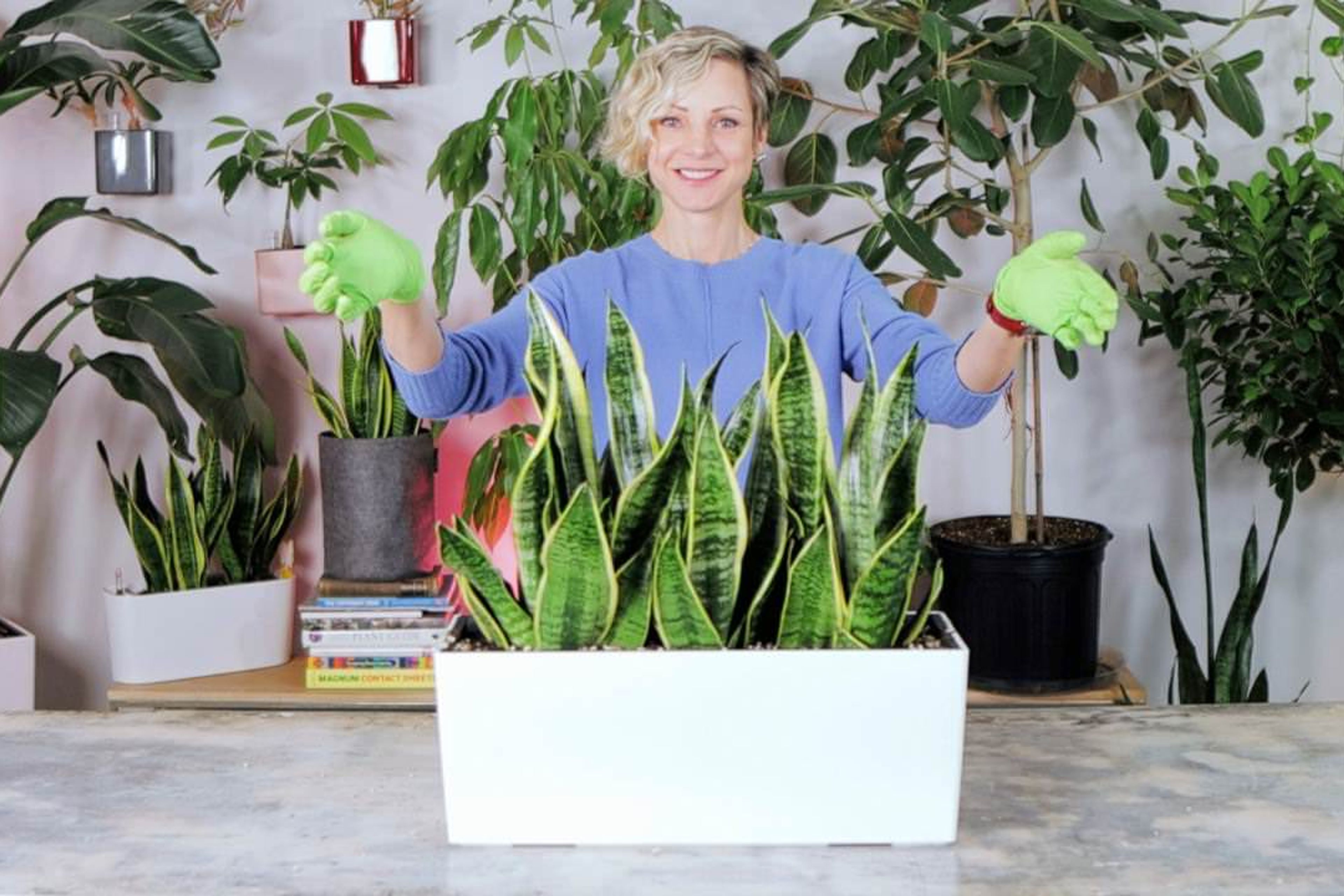 Sansevieria Arrangement – Perfect For Windowsills, Countertops & File Cabinets