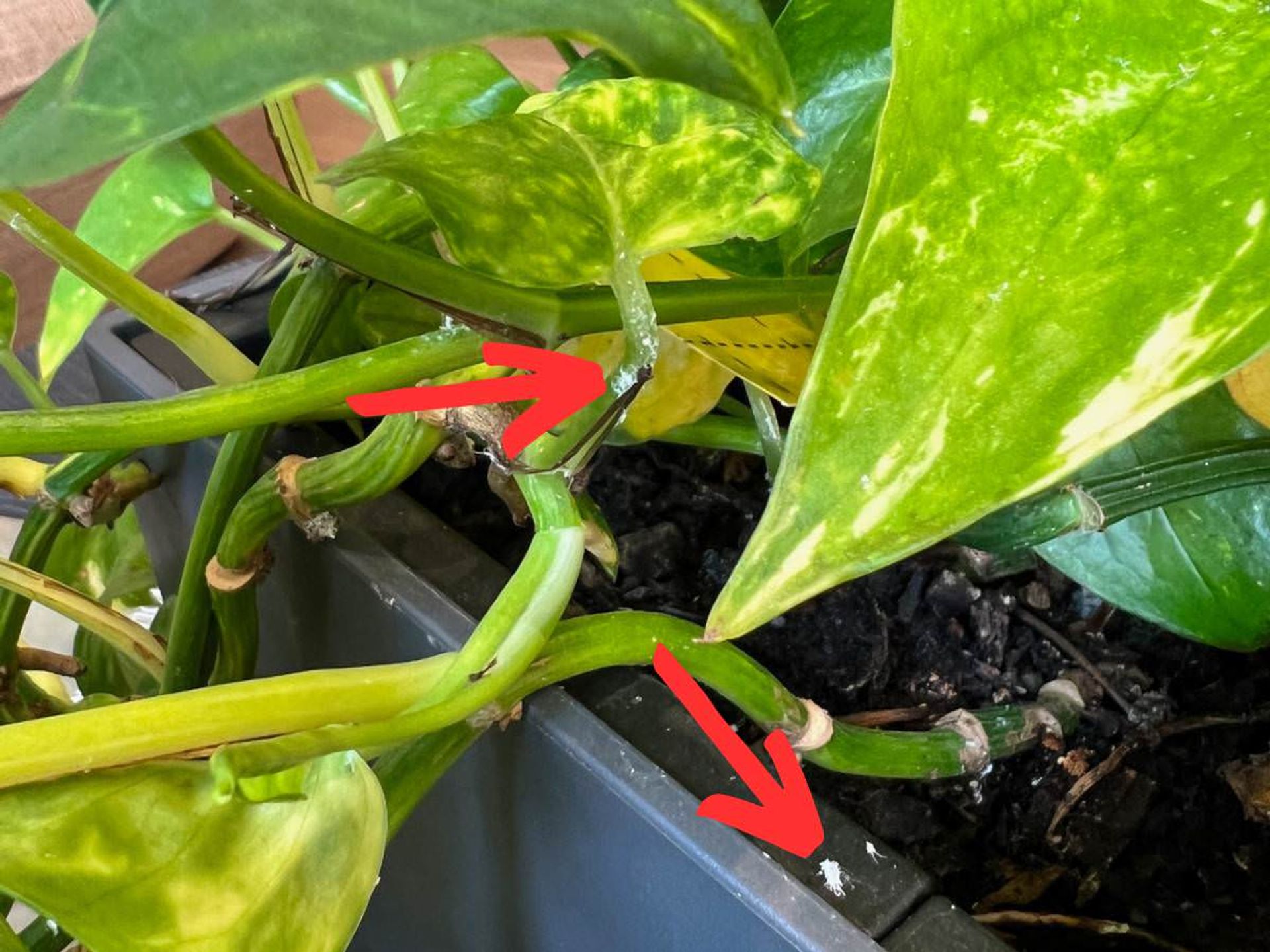 Make sure to remove Mealybugs not only from the leaves but planters as well. © My City Plants
