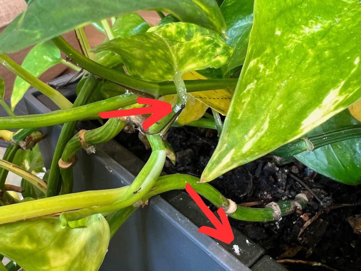 Make sure to remove Mealybugs not only from the leaves but planters as well. © My City Plants