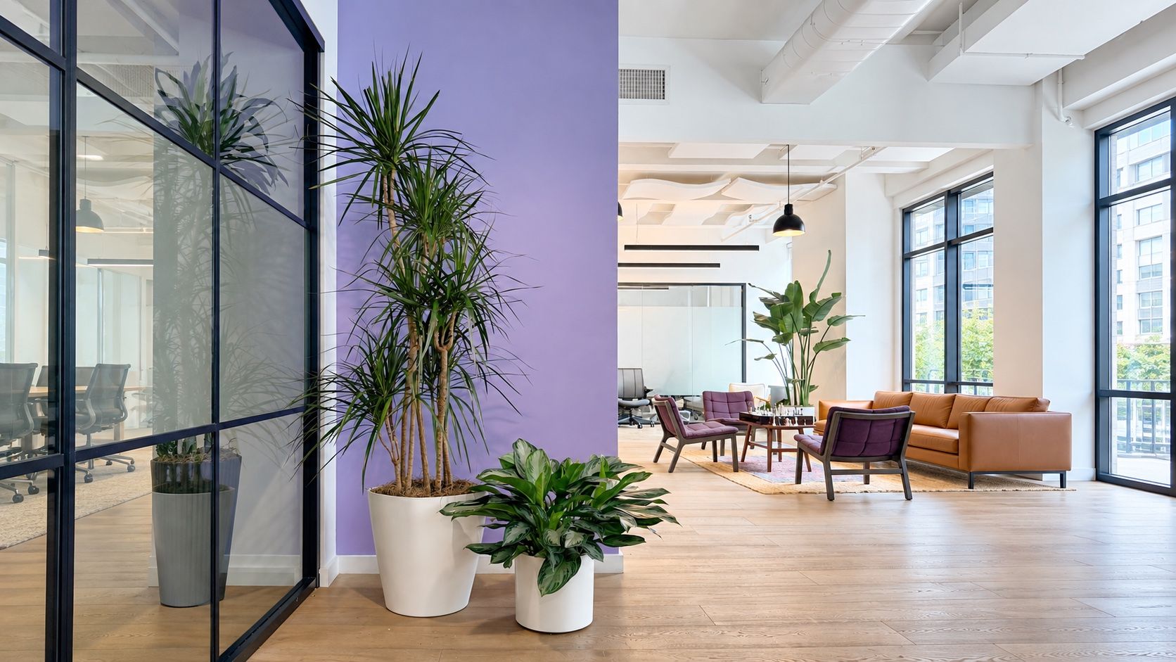 Dracaena and aglaonema in white planters by a purple wall, with a lounge and bird of paradise behind, in a Manhattan office