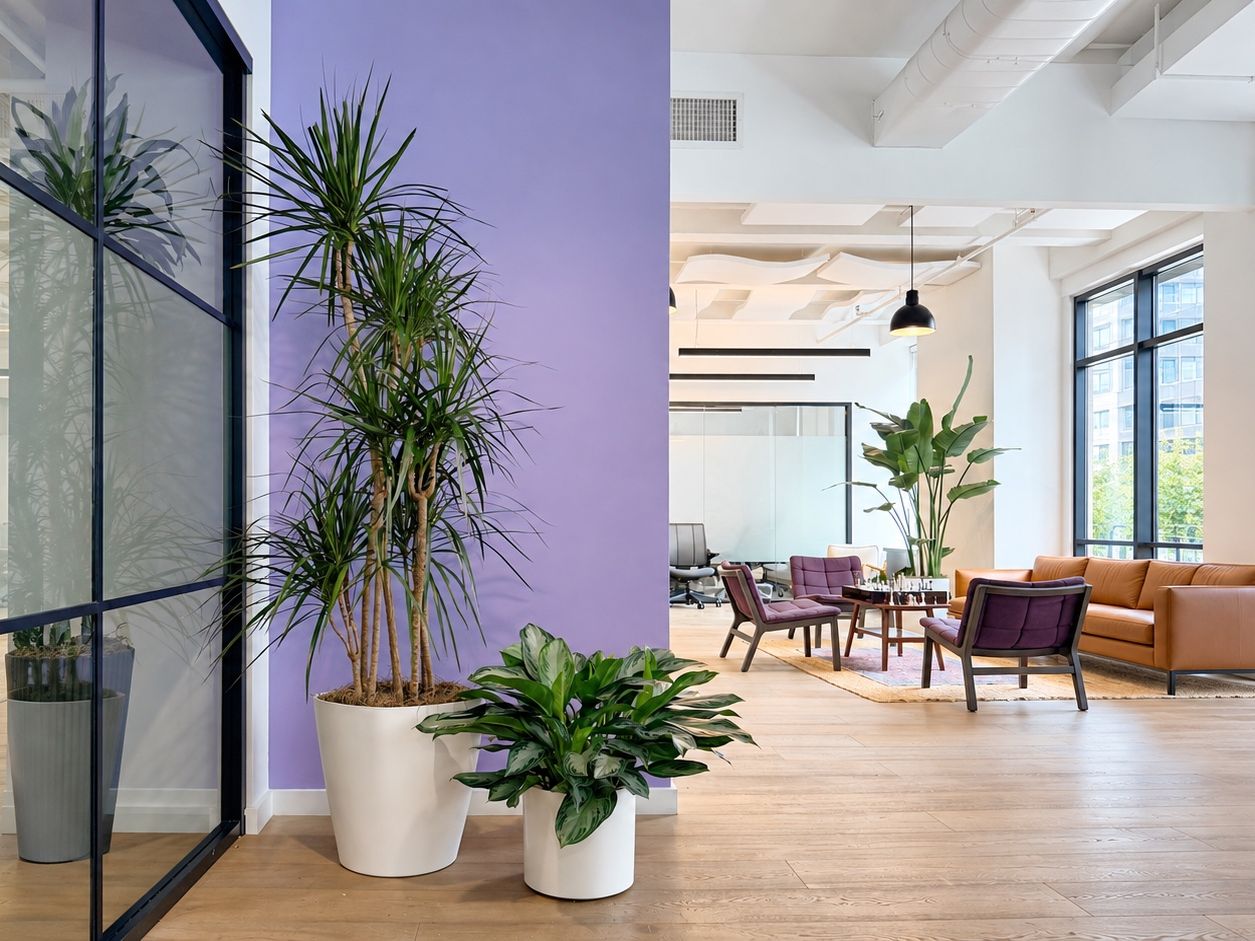 Dracaena and aglaonema in white planters by a purple wall, with a lounge and bird of paradise behind, in a Manhattan office