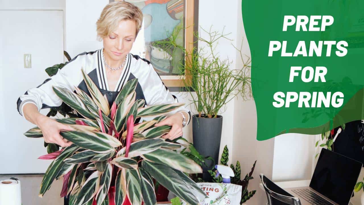 Spring Magic For Your Plants: 6 Easy Steps To Vibrant Growth