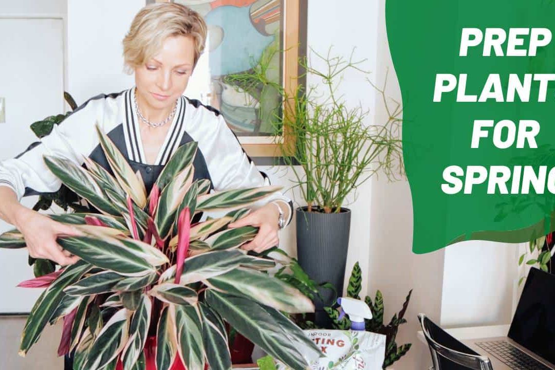 Spring Magic For Your Plants: 6 Easy Steps To Vibrant Growth