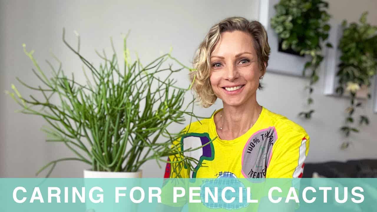 How I Care For My Pencil Cactus – Green Moments With Juliette Episode #04